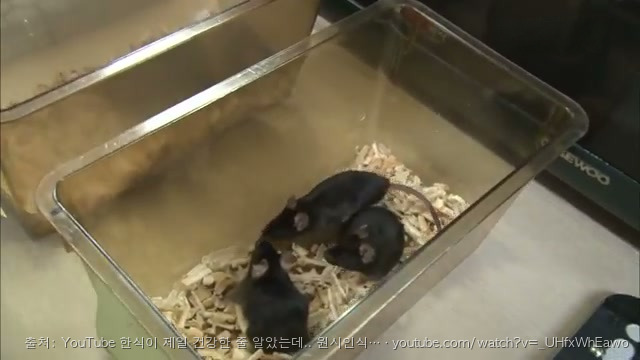 비타민 C 연구 및 신선한 과일과 채소